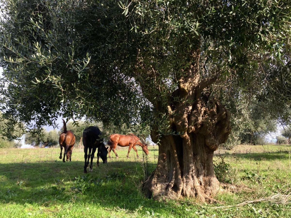 Agriturismo La Valentina Nuova Talamone Exteriör bild